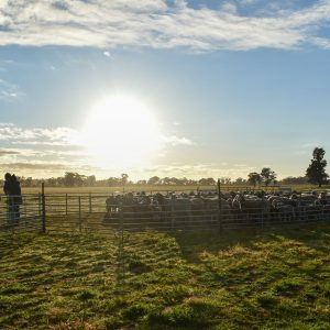 Paddock set up before marking