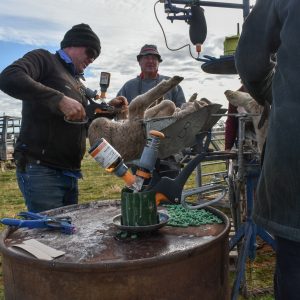 Andrew using Numnuts