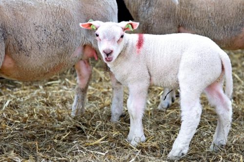 (c) farmhealthonline.com