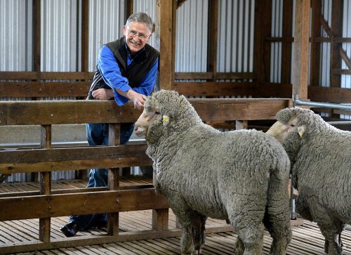 Noel Henderson of Avington Merinos. Picture: Kylie Else