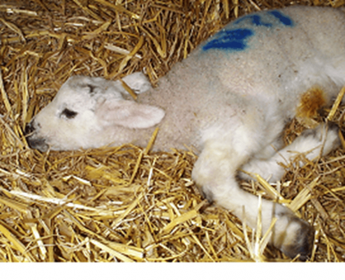 (c) National Animal Disease Information Service, UK