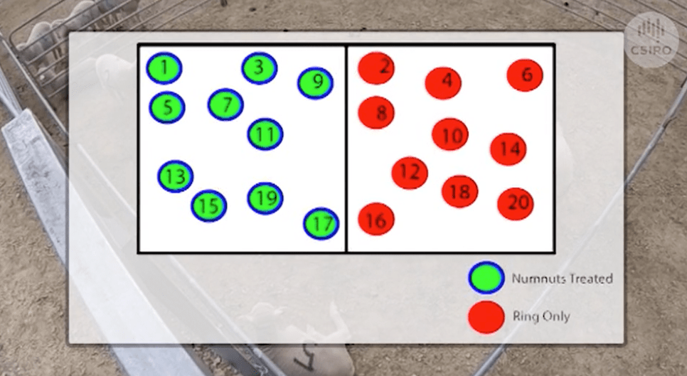 On farm numnuts extended producer trials 2021 run by CSRIO