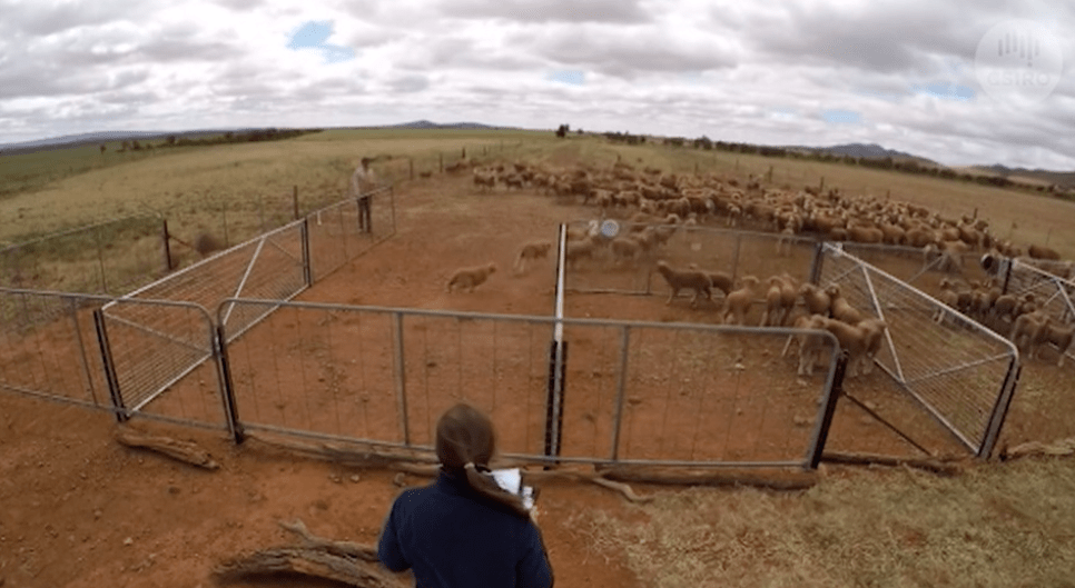 On farm numnuts extended producer trials 2021 run by CSRIO